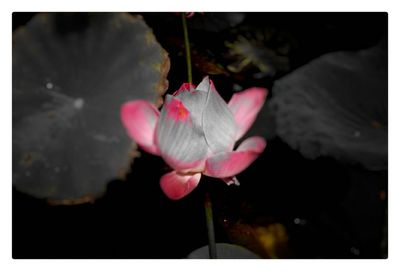 Close-up of pink flowers blooming outdoors