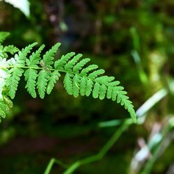 Close-up of fern leaves