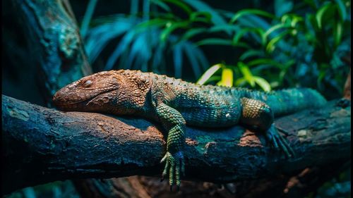 Close-up of lizard on tree