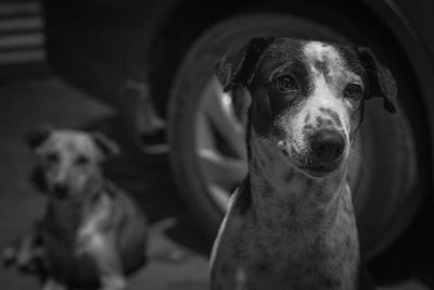 Close-up portrait of dog at home