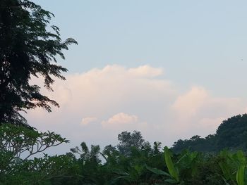 Low angle view of trees against sky