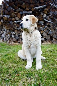 White dog sitting on field