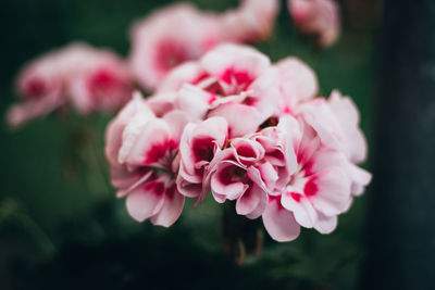 Close-up of pink rose flower