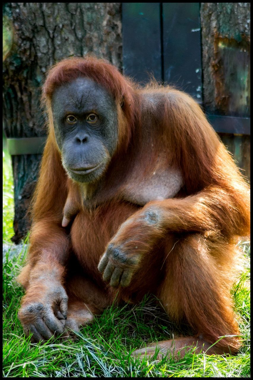 animal themes, mammal, grass, animals in the wild, looking at camera, day, brown, outdoors, portrait, no people, animal wildlife, one animal, nature, orangutan