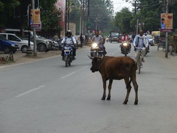 View of horses on road in city