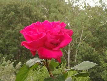 Close-up of pink rose