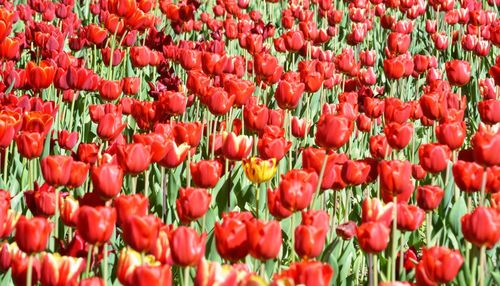 Full frame shot of red tulips