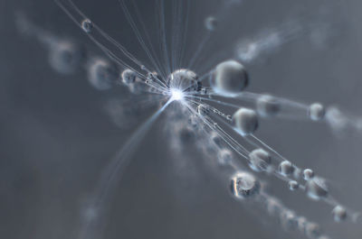 Close-up of dandelion seed covered in water drops 