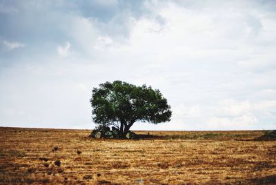 Trees on field against cloudy sky