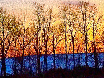 bare tree