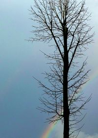 Low angle view of bare trees against sky