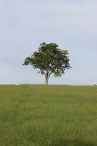 Tree and grass against sky