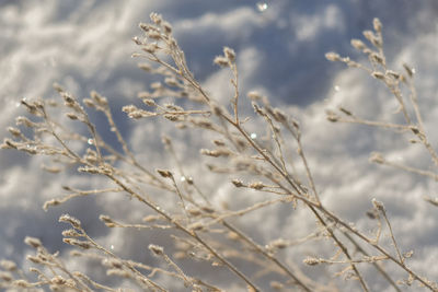 Close-up of frozen plant