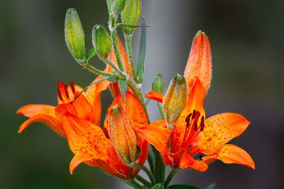 Close-up of orange day lily blooming outdoors