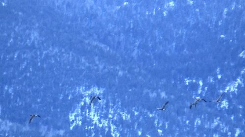 Birds flying over sea against blue sky