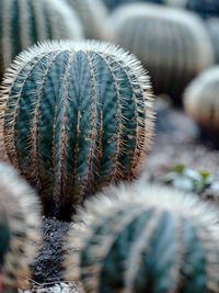 Close-up of succulent plant on field