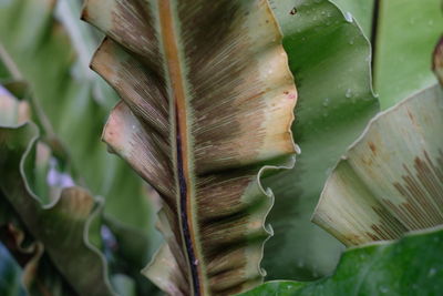 Full frame shot of fresh green leaves