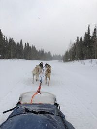 Dog on snow covered landscape during winter