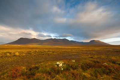 Scenic view of field against sky