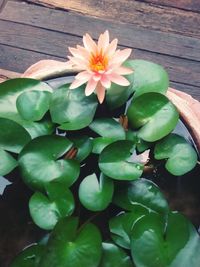 Close-up of flowers in water