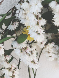 Close-up of white flowers