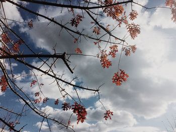 Low angle view of tree against cloudy sky