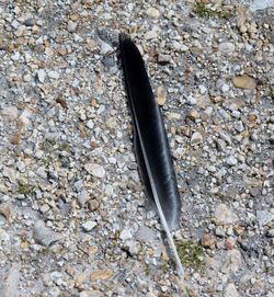 Close-up of feather on stone