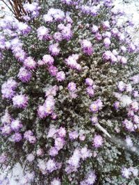 Close-up of pink flowers