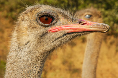 Close-up of ostrich