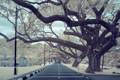 Bare trees in park