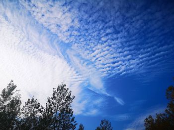 Low angle view of trees against blue sky