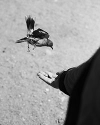 Close-up of woman hand on bird