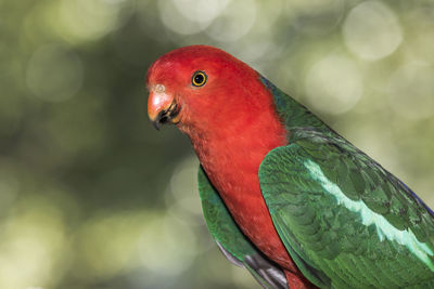 Close-up of parrot perching on leaf