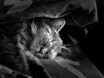 Close-up of cat sleeping