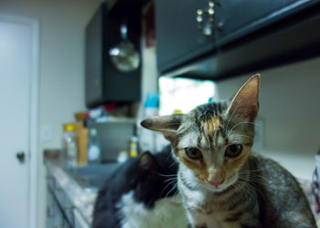 Close-up portrait of cat sitting