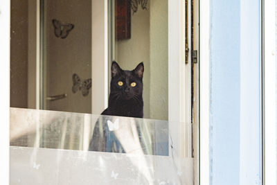 Portrait of a cat looking through window