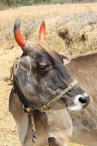 Close-up of a horse