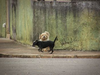 Dog running on road