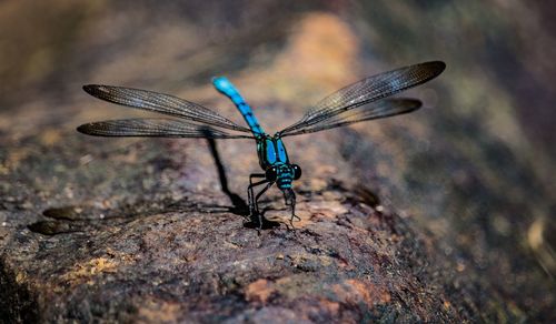 Close-up of dragonfly on rock