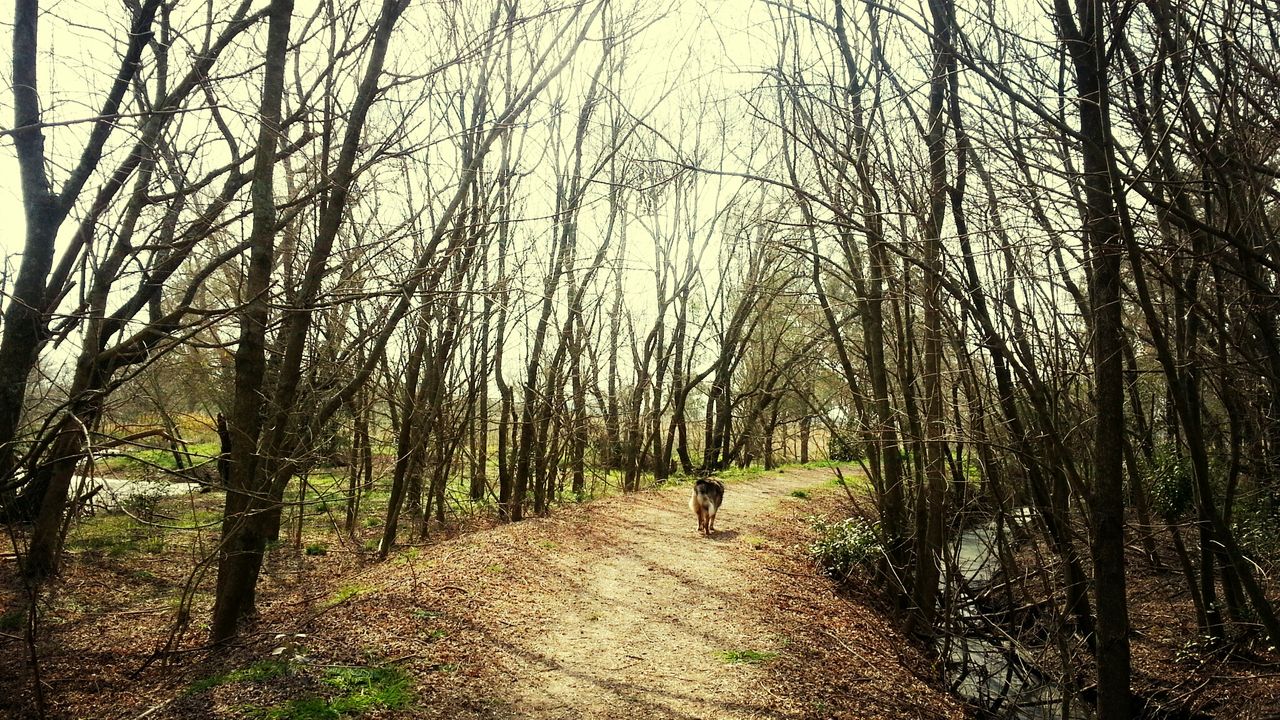 tree, the way forward, dirt road, footpath, diminishing perspective, tranquility, walking, branch, bare tree, tranquil scene, nature, transportation, pathway, vanishing point, growth, road, tree trunk, beauty in nature, scenics