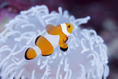 Close-up of fish swimming