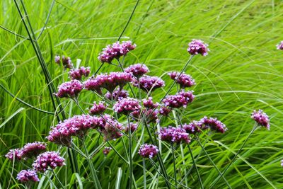 Close-up of purple flowering plants on field