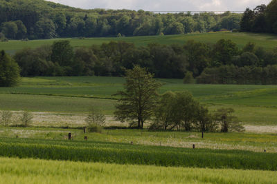 Scenic view of agricultural field