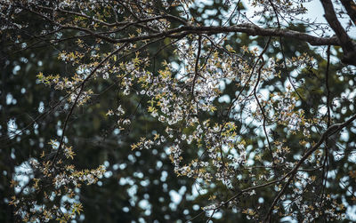 Low angle view of flowering tree