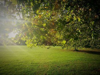 Trees on field