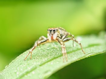 Close-up of spider on leaf