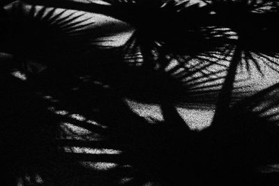 Close-up portrait of silhouette tree