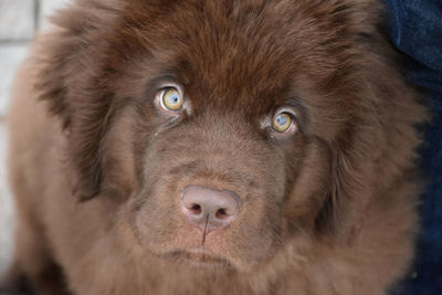Close up look into the face of a newfie puppy dog.