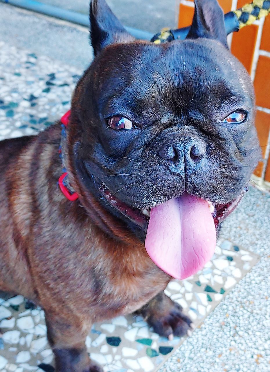 CLOSE-UP PORTRAIT OF DOG WITH MOUTH OPEN