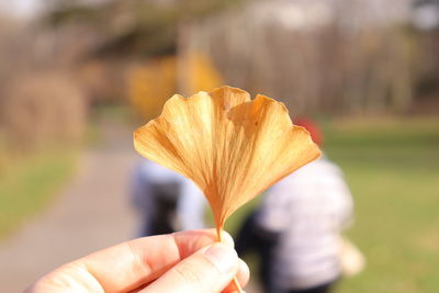 Close-up of hand holding flower